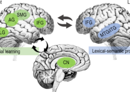 Neuroscience and Language Learning: Understanding The Brain's Role in Acquiring New Language.