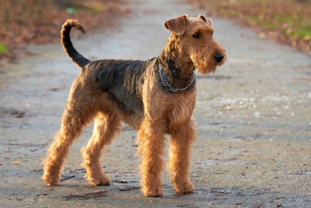 Airedale Terrier: The Perfect Companion for Emotional Support