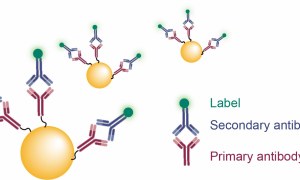 Flow Cytometry Gold Nanoparticles for Enhanced Cellular Analysis