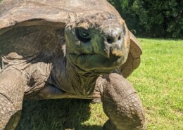 The World’s Oldest Living Land Animal Just Got Older