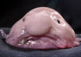The Story of the Blobfish: The Ocean’s Most Misunderstood Creature